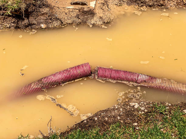Best Carpet water damage restoration  in Greendale, IN